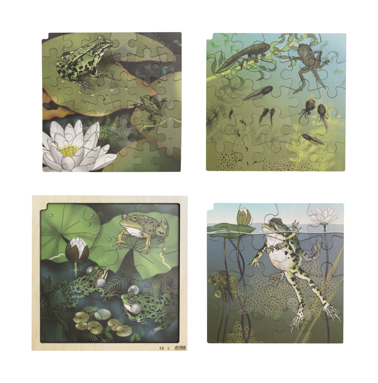 Lagenpuzzle Frosch