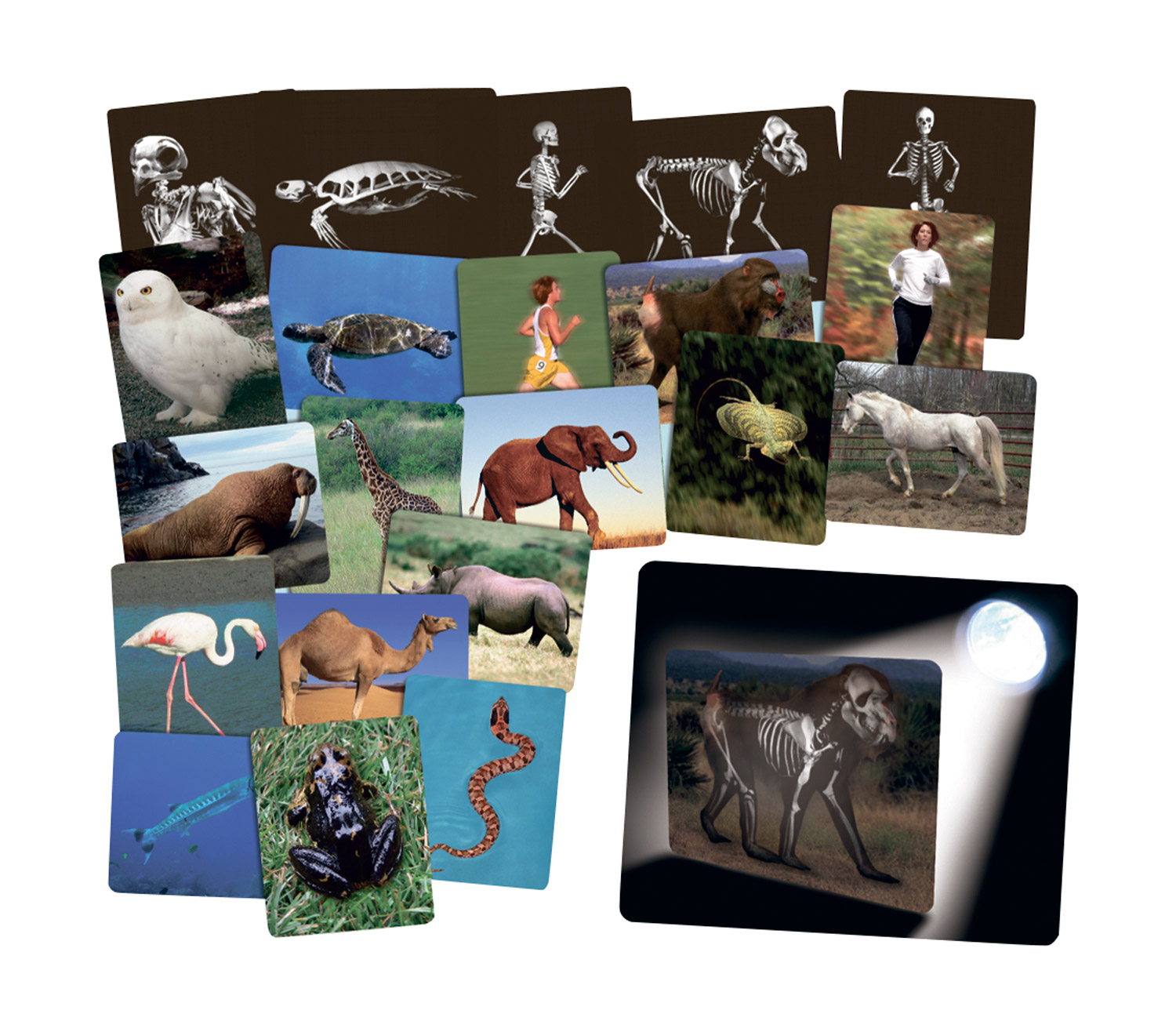 Röntgenkarten Tiere Röntgenkarten Tiere