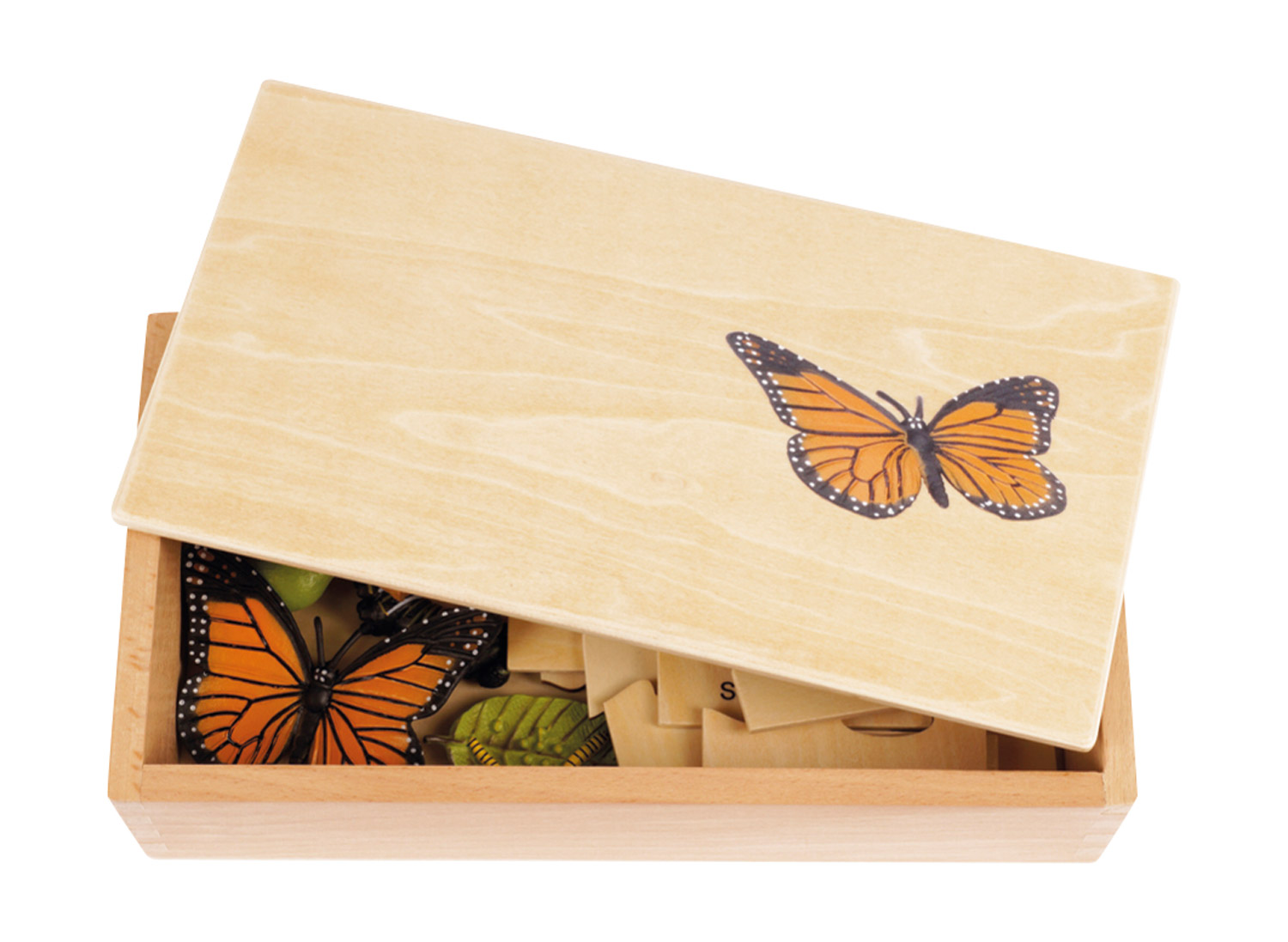 Lebenszyklus Schmetterling