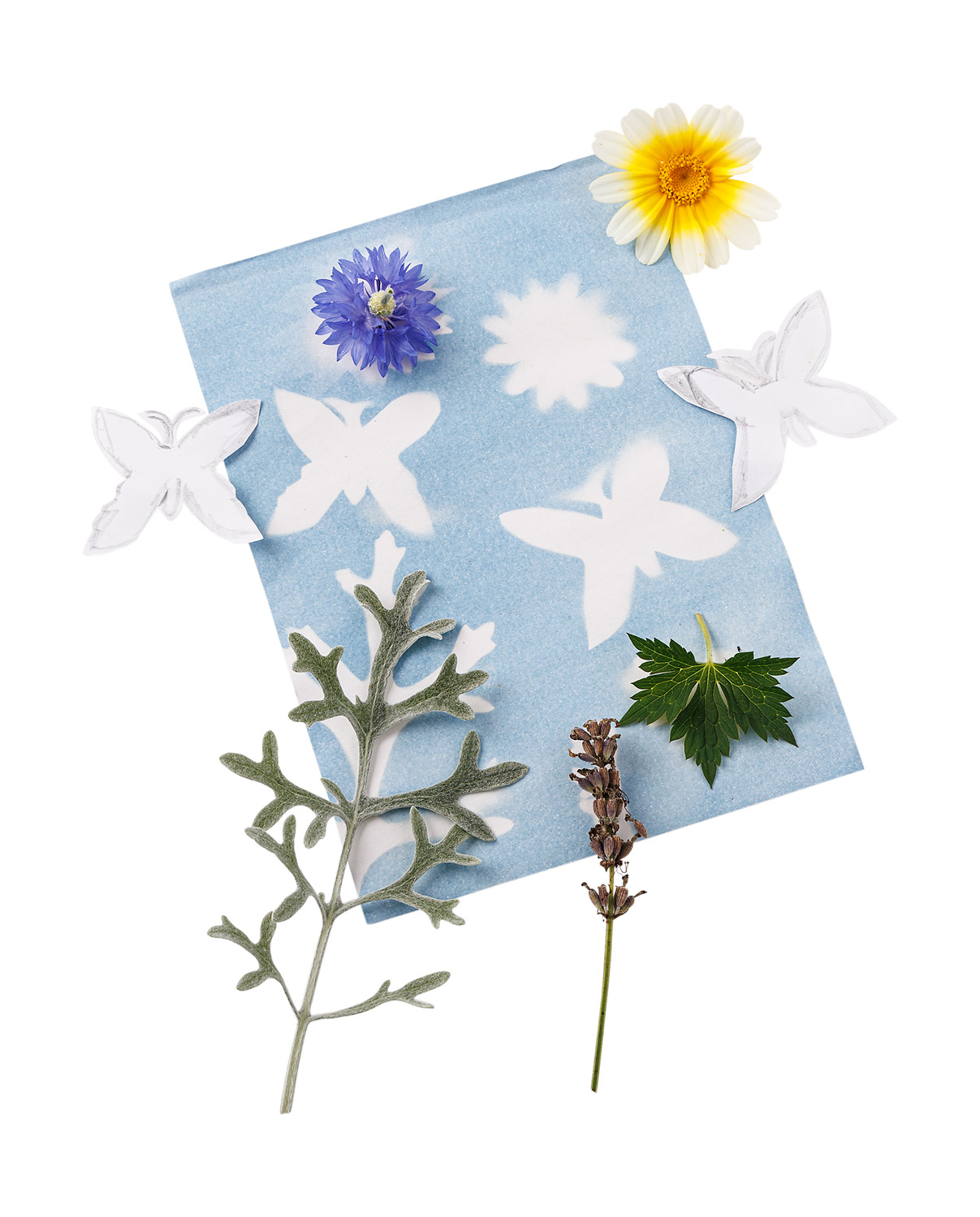 Naturdruck-Papier Naturdruck-Papier