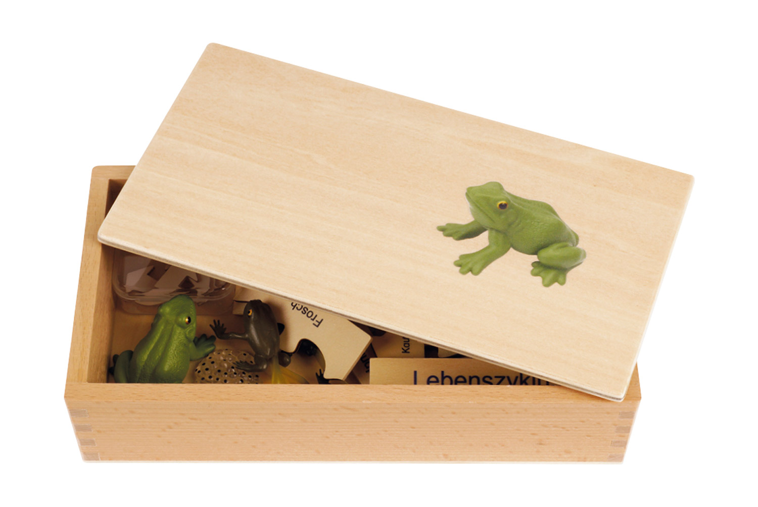 Lebenszyklus Frosch