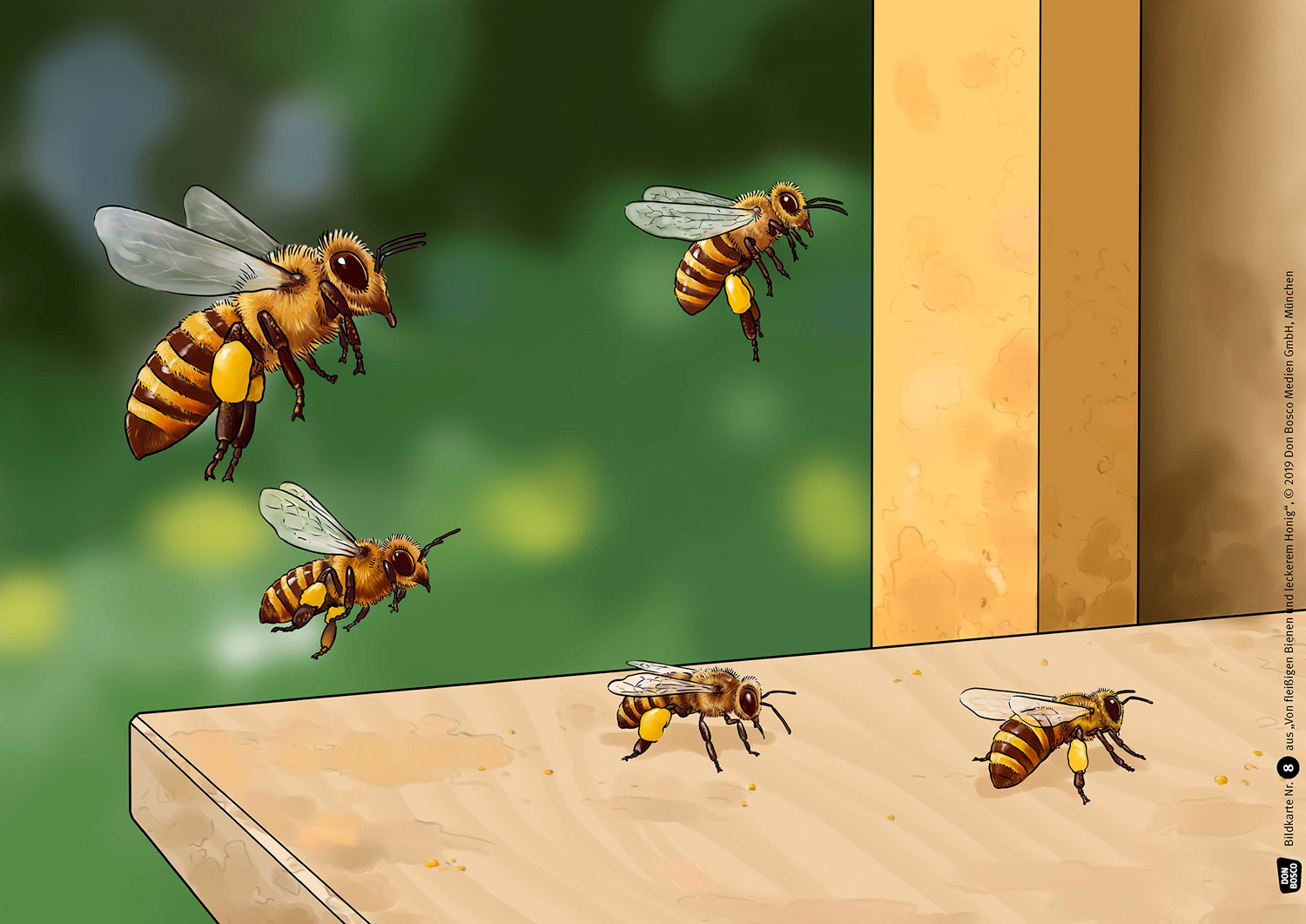 Kamishibai Bildkarten: Von fleißigen Bienen und leckerem Honig