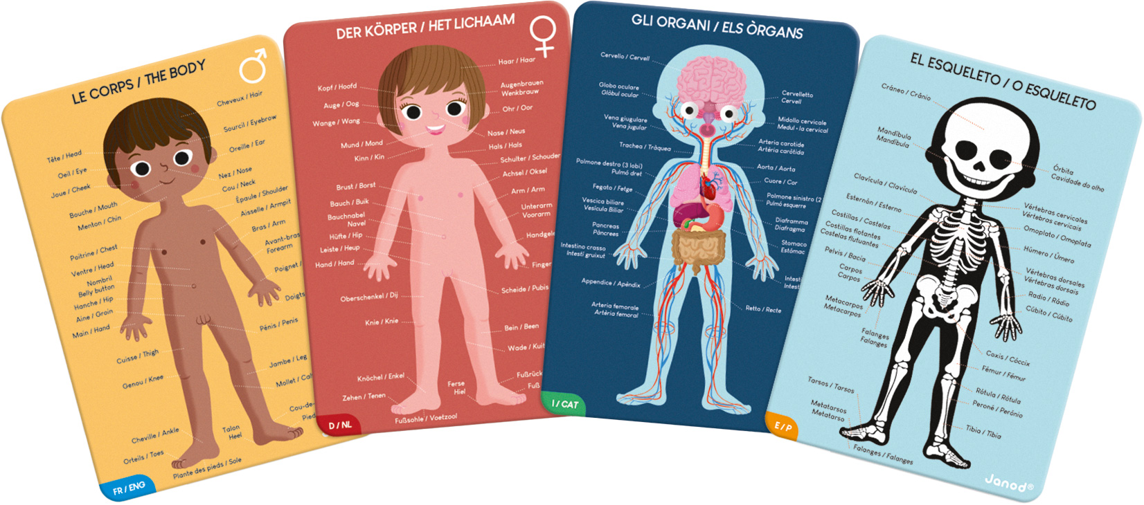 Puzzle Der menschliche Körper